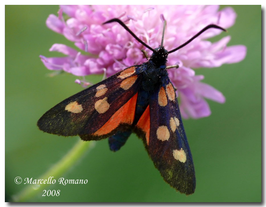 Zygaena angelicae dal Montenegro (Zygaenidae)